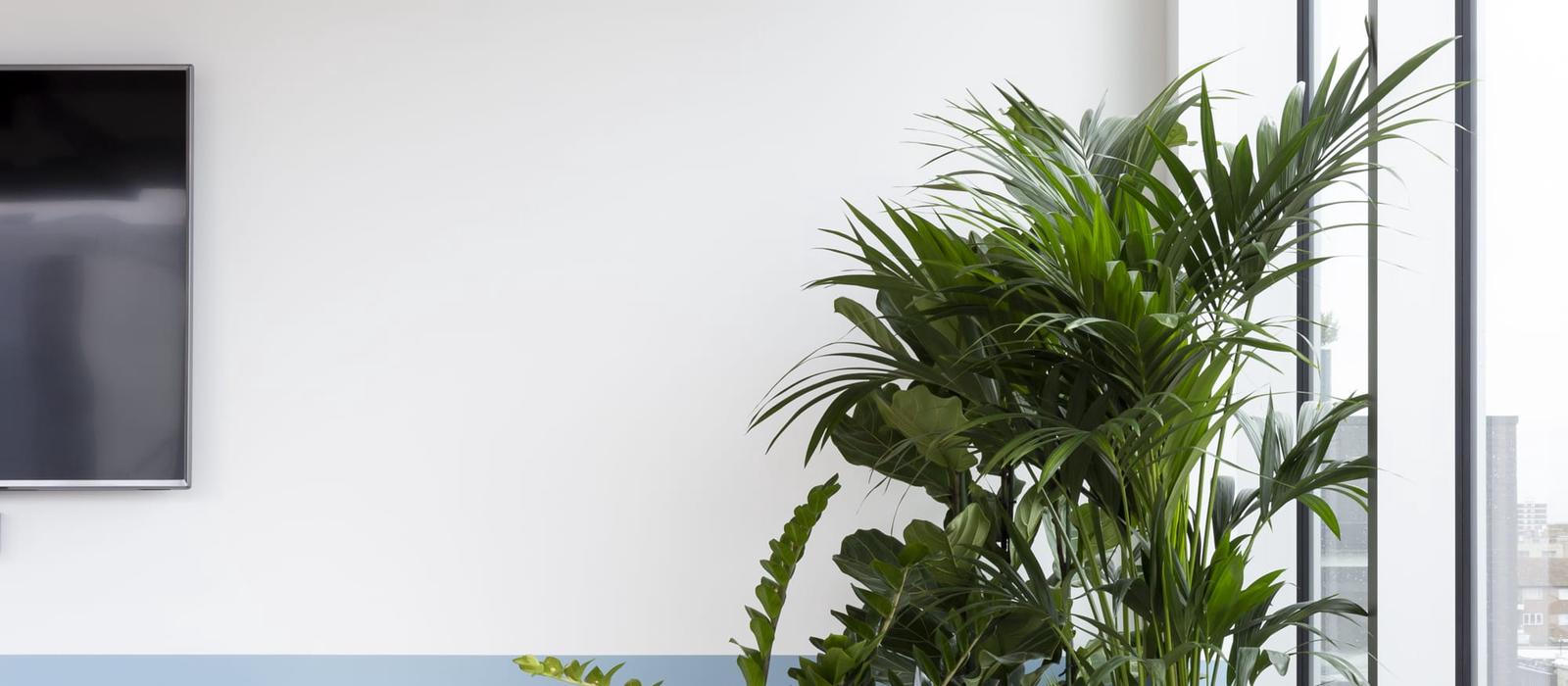 Detox your office space with plants  Cover Image