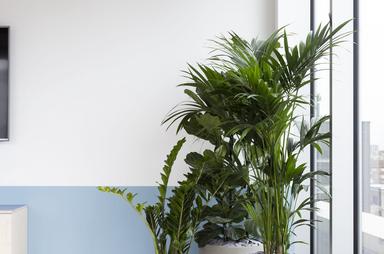 Detox your office space with plants 